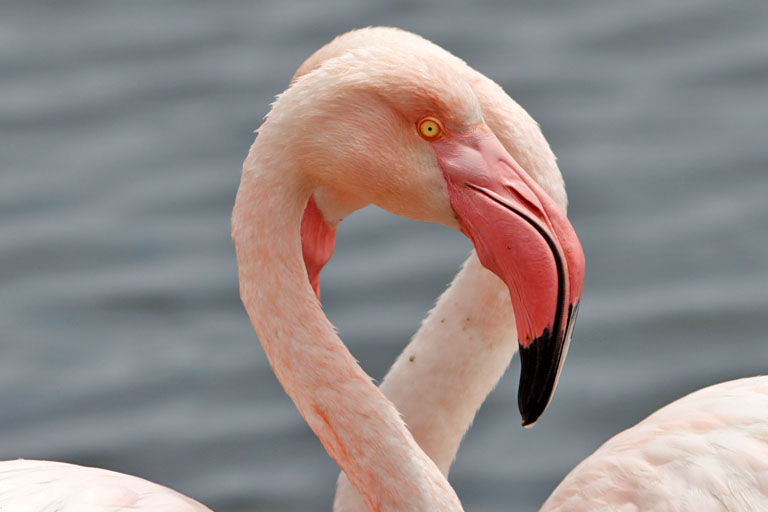 zwei flamingos in walvis bay, namibia, oktober 2023