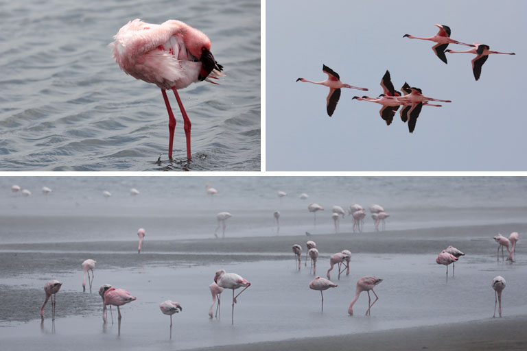 flamingos in walvis bay, namibia, oktober 2023