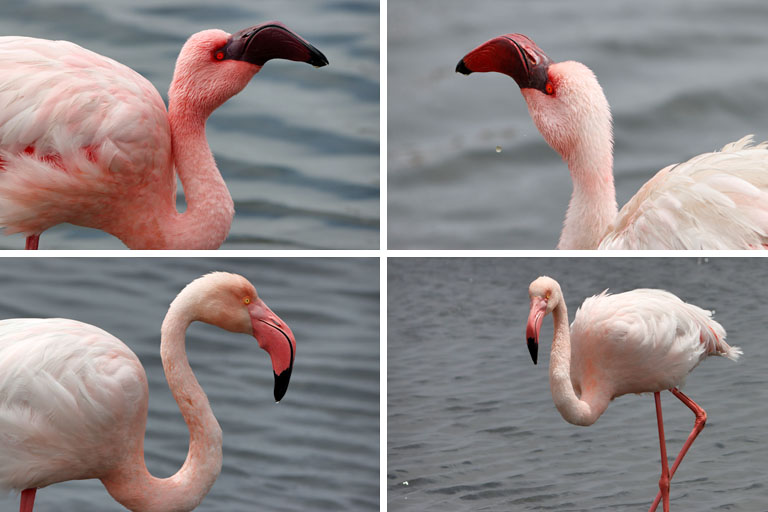 flamingoportraits, walvis bay, namibia, oktober 2023