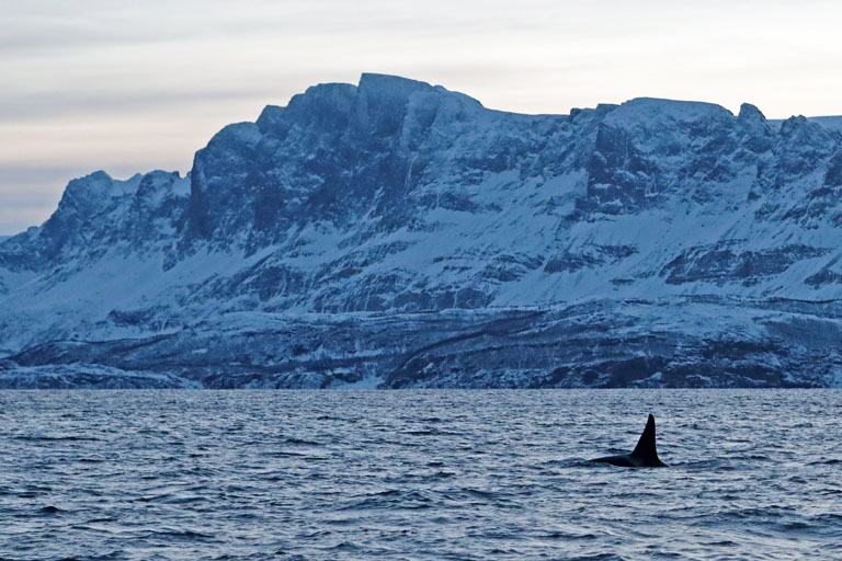 whale whatching von tromsø aus, orca-finne, norwegen, dezember 2023