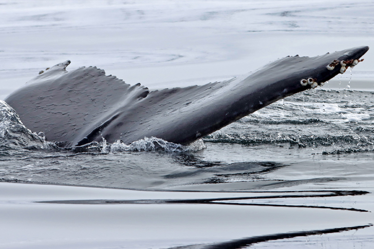 flosse eines buckelwals, whale watching, island, märz 2024