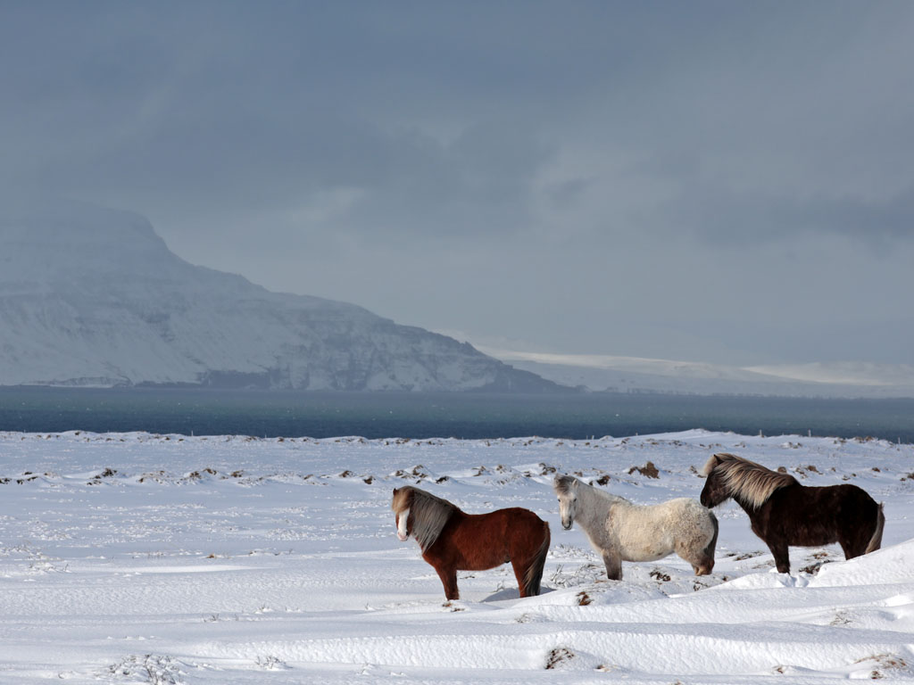 island-pferde in der landschaft, bei hofsstaðir, märz 2024