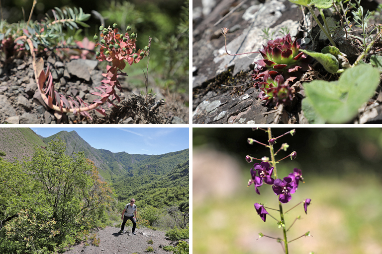 wanderung bei nika vacheishvili, landschaft und pflanzen, ateni, georgien, mai 2024