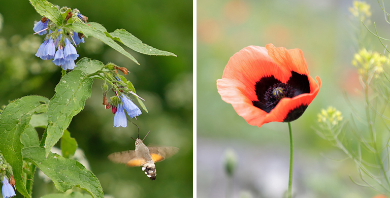 blumen, höhlenstadt wardsia, georgien, mai 2024