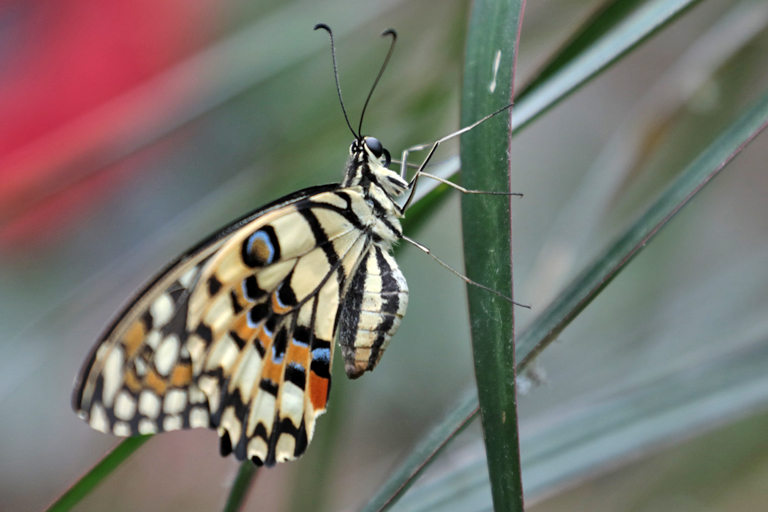 schmetterling im papilonia, karlsbad, tschechien, september 2024