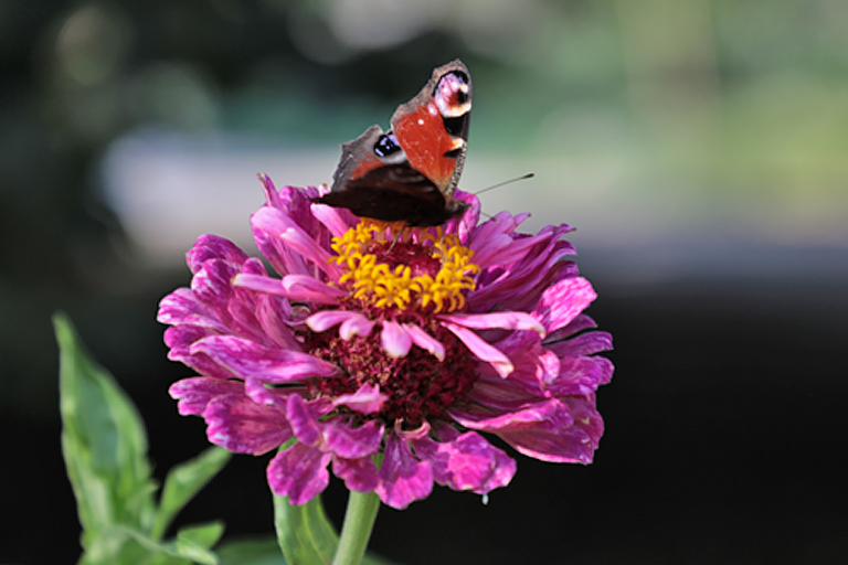 schmetterling in einer parkanlage in karlsbad, tschechien, september 2024