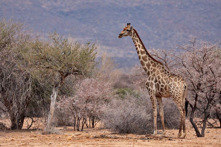 giraffe auf omandumba, namibia, september 2024