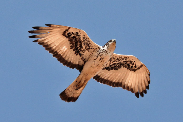 raubvogel auf omandumba, namibia, september 2024