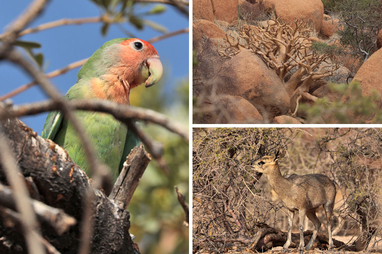 tiere an der spitzkoppe, namibia, september 2024