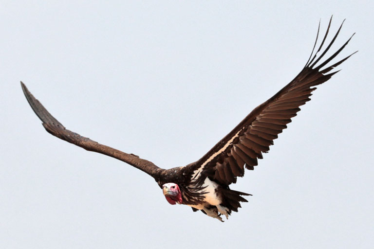 ohrengeier im flug, namibia, september 2024