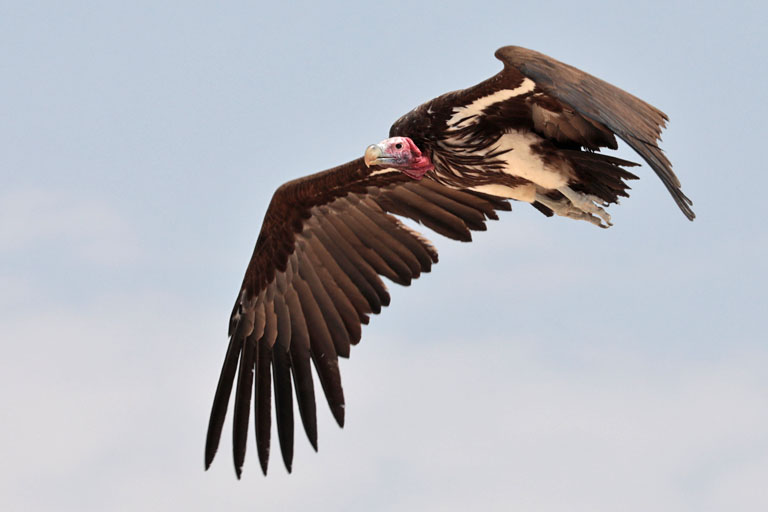 ohrengeier im flug, namibia, september 2024