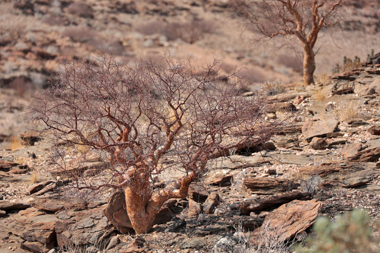 baum in der landschaft auf namib's valley of a 1000 hills, namibia, september 2024