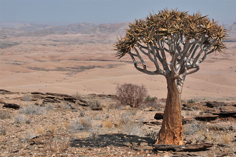 köcherbaum in der landschaft auf namib's valley of a 1000 hills, namibia, september 2024