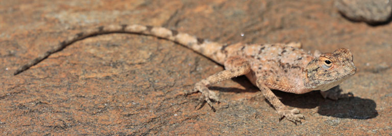 gecko auf namib's valley of a 1000 hills, namibia, september 2024