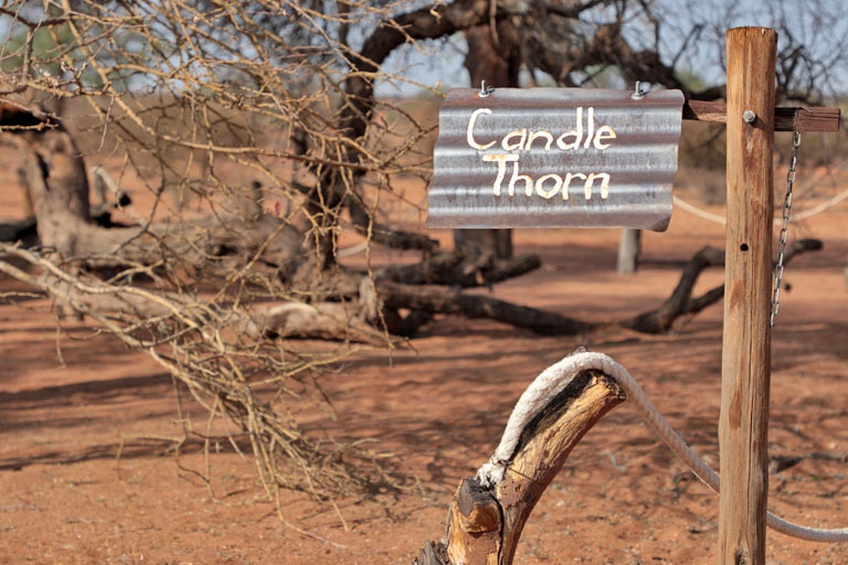 campsite candle thorn auf der jansen farm in der kalahari, namibia, oktober 2024