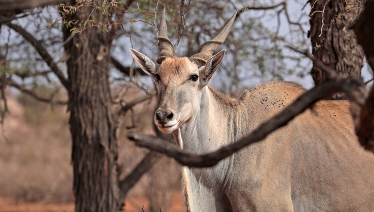 eland-antilope auf der jansen farm in der kalahari, namibia, oktober 2024