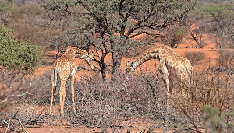 giraffen auf der jansen farm in der kalahari, namibia, oktober 2024