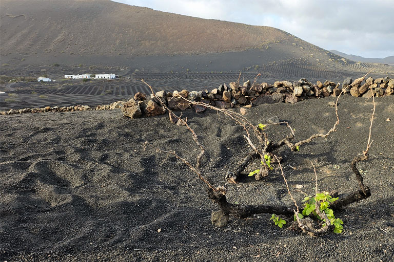 weinstock bei der bodega stratvs, lanzarote, dezember 2024