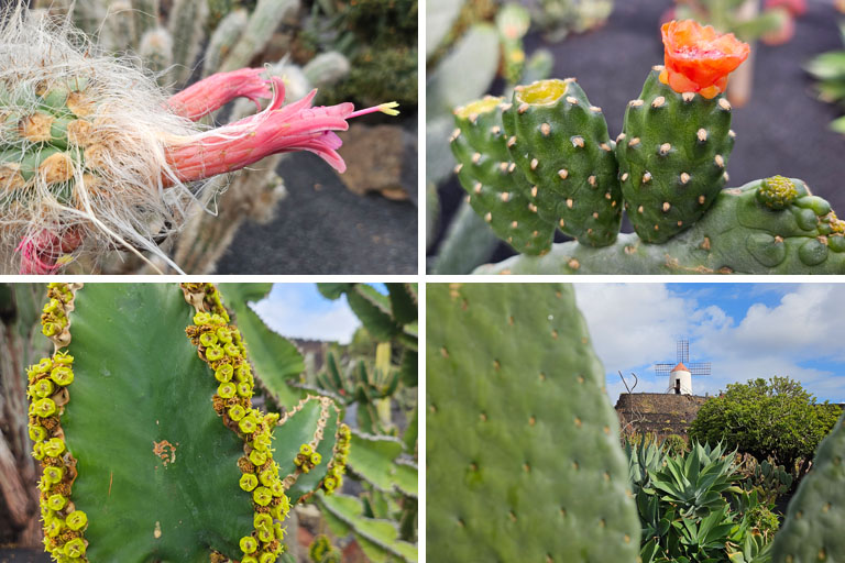 collage, kakteengarten von manrique mit windmuehle, lanzarote, dezember 2024
