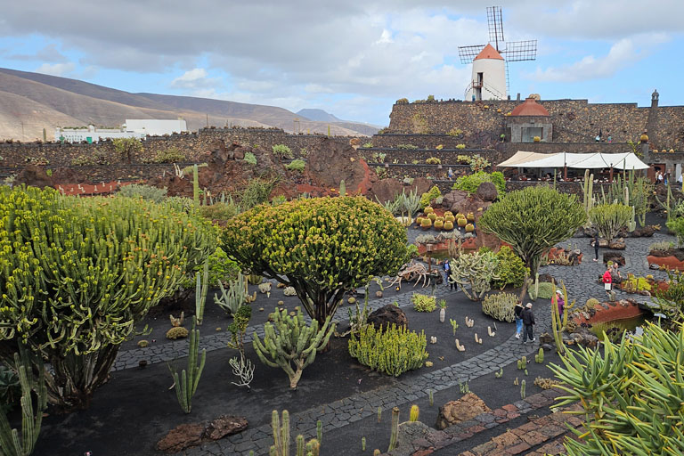 kakteengarten von manrique mit windmuehle, lanzarote, dezember 2024