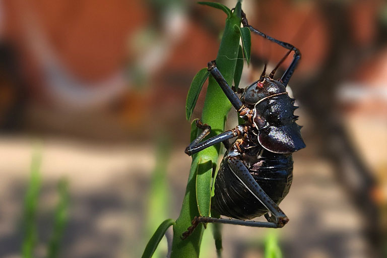 große sattelschrecken nach der guten regenzeit