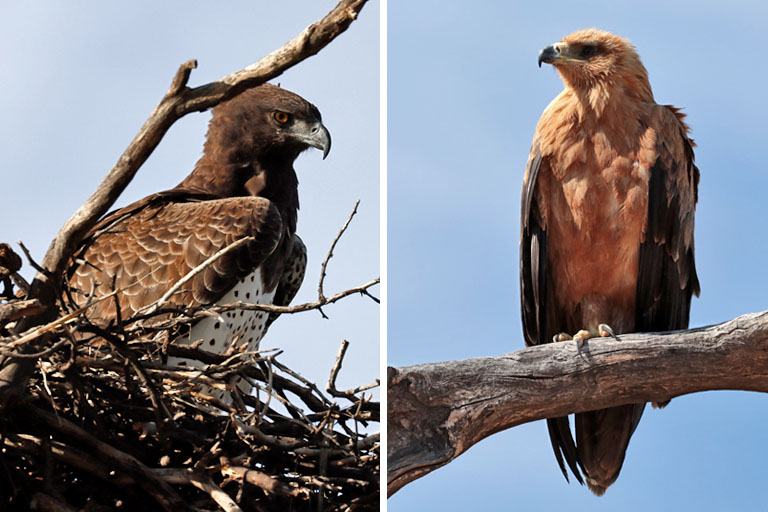 adler, kgalagadi transfrontier park, april 2025