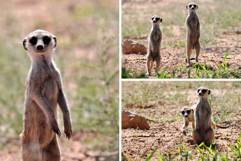 erdmännchen, kgalagadi transfrontier park, april 2025
