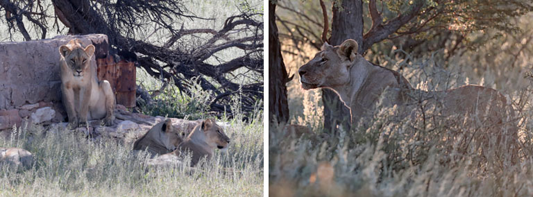 löwen, kgalagadi transfrontier park, april 2025