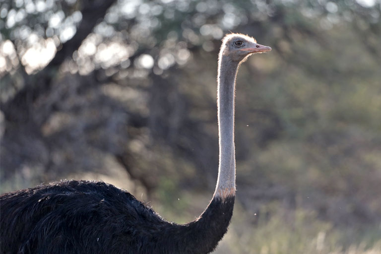 strauß, kgalagadi transfrontier park, april 2025
