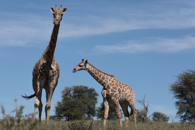 zwei giraffen, kgalagadi transfrontier park, april 2025