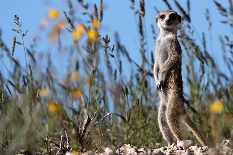 neugieriges erdmännchen, kgalagadi transfrontier park, april 2025