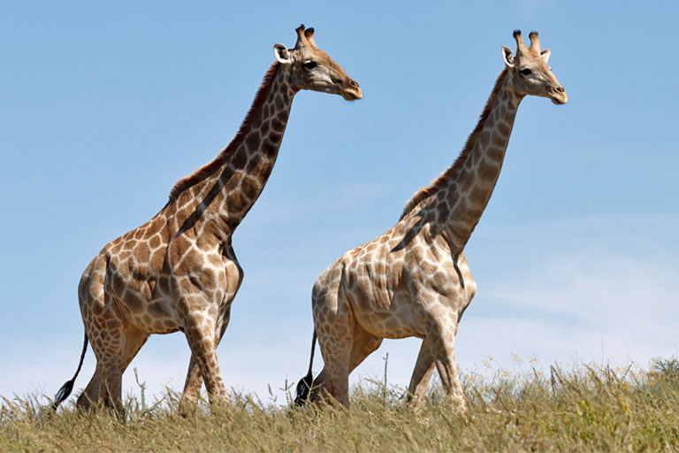 laufende giraffen, kgalagadi transfrontier park, april 2025