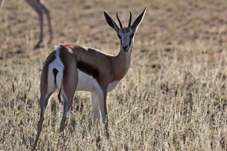 springbock, kgalagadi transfrontier park, april 2025