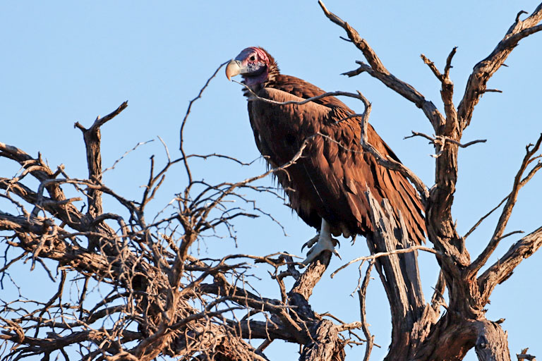 geier nahe grootkolk, kgalagadi transfrontier park, april 2025