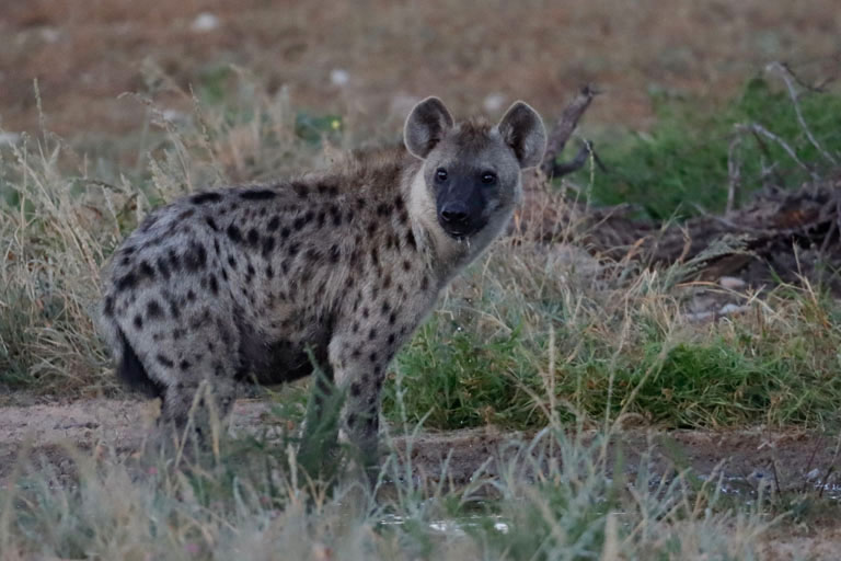 hyäne in grootkolk, kgalagadi transfrontier park, april 2025