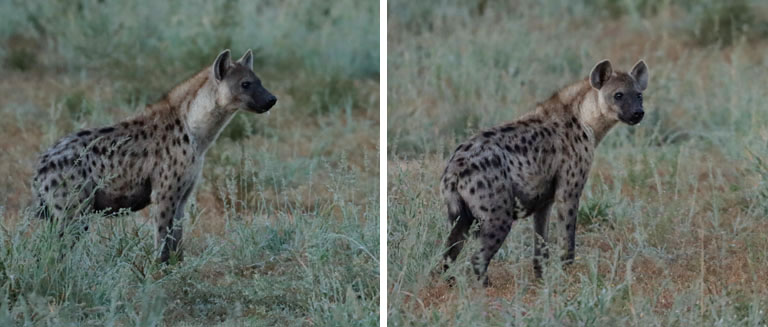 hyäne in grootkolk, collage, kgalagadi transfrontier park, april 2025