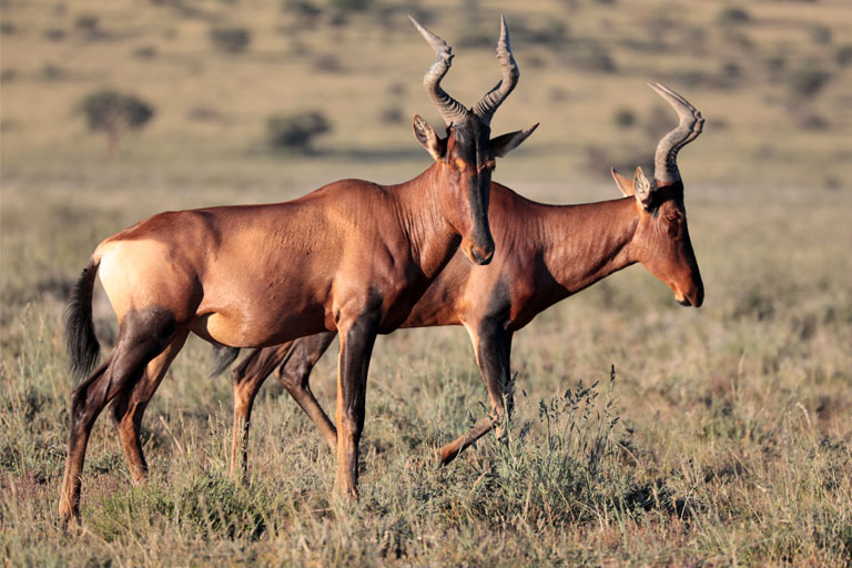 kuhantilopen nahe grootkolk, kgalagadi transfrontier park, april 2025