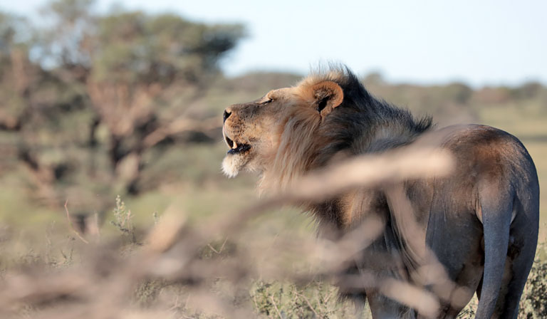 löwe nahe nahe union's end, kgalagadi transfrontier park, april 2025