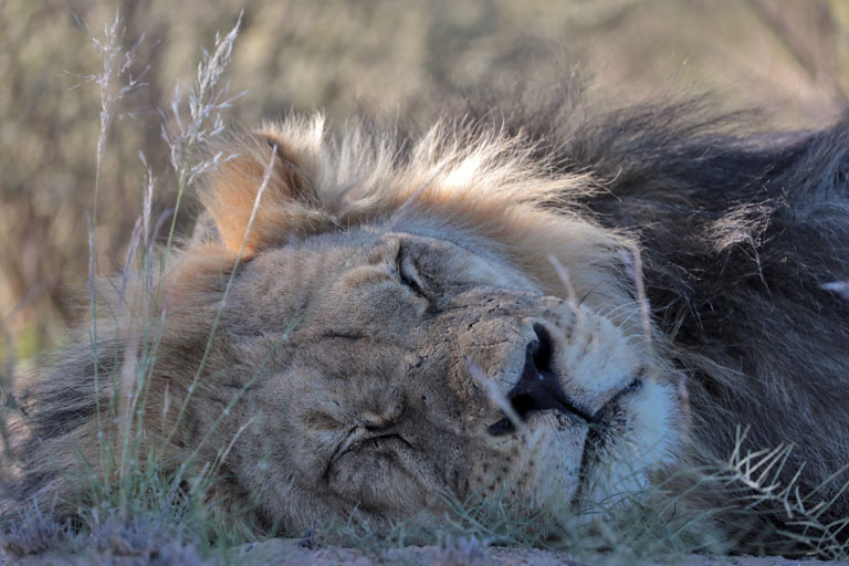 schlafender löwe nahe nahe union's end, kgalagadi transfrontier park, april 2025
