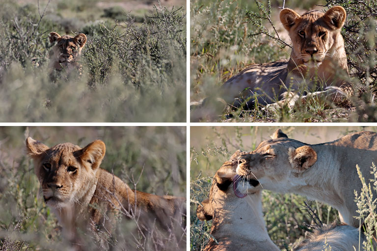 löwen nahe nahe union's end, collage, kgalagadi transfrontier park, april 2025