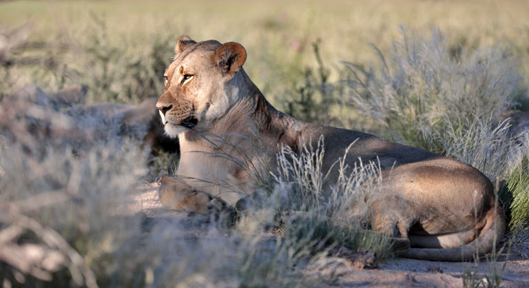 löwin im gras nahe nahe union's end, kgalagadi transfrontier park, april 2025