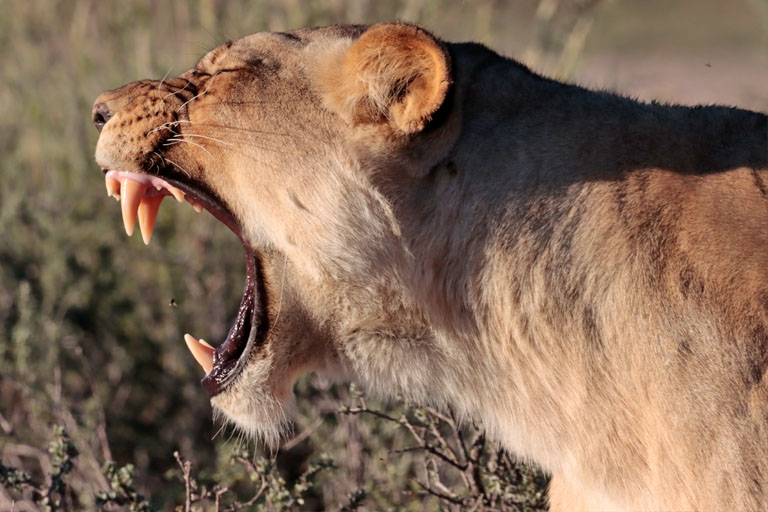 fletschende löwin nahe nahe union's end, kgalagadi transfrontier park, april 2025