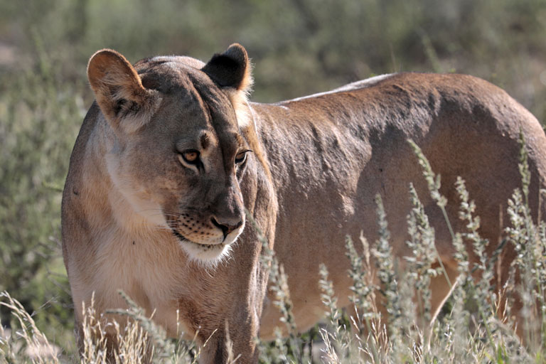 löwin nahe nahe union's end, kgalagadi transfrontier park, april 2025