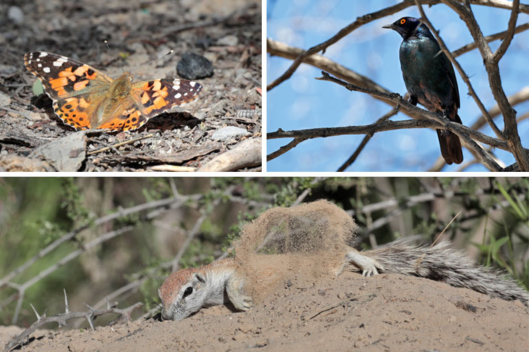 erdhörnchen, schmetterling, glanzstar, nossob, kgalagadi, april 2025