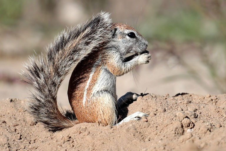 erdhörnchen in nossob, kgalagadi, april 2025