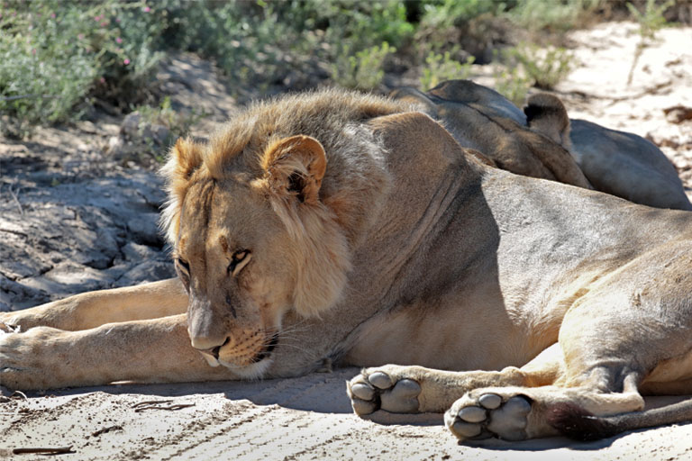schlafender löwe auf der straße, kgalagadi, april 2025
