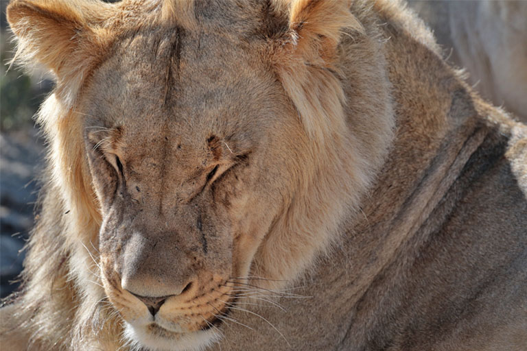 schlafender löwe, nahaufnahme, kgalagadi, april 2025