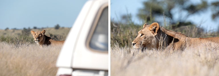 löwin an der straße, kgalagadi, april 2025