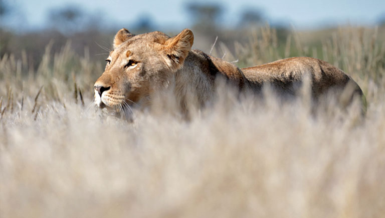 löwin im hohen gras, kgalagadi, april 2025