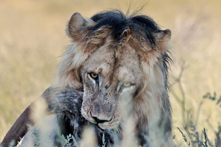 löwe mt einem kill, frontal aufgenommen, kgalagadi, april 2025